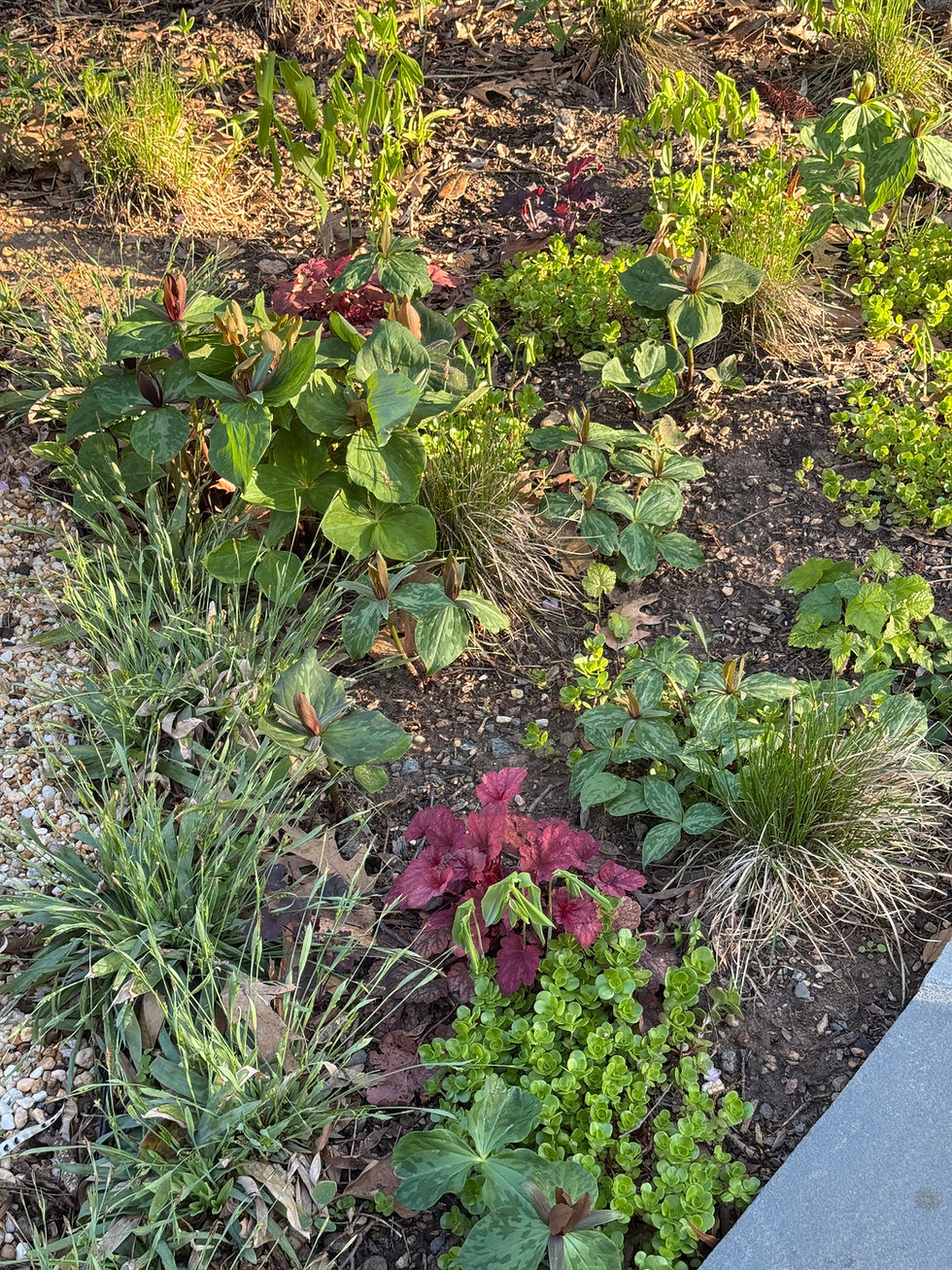 small plants