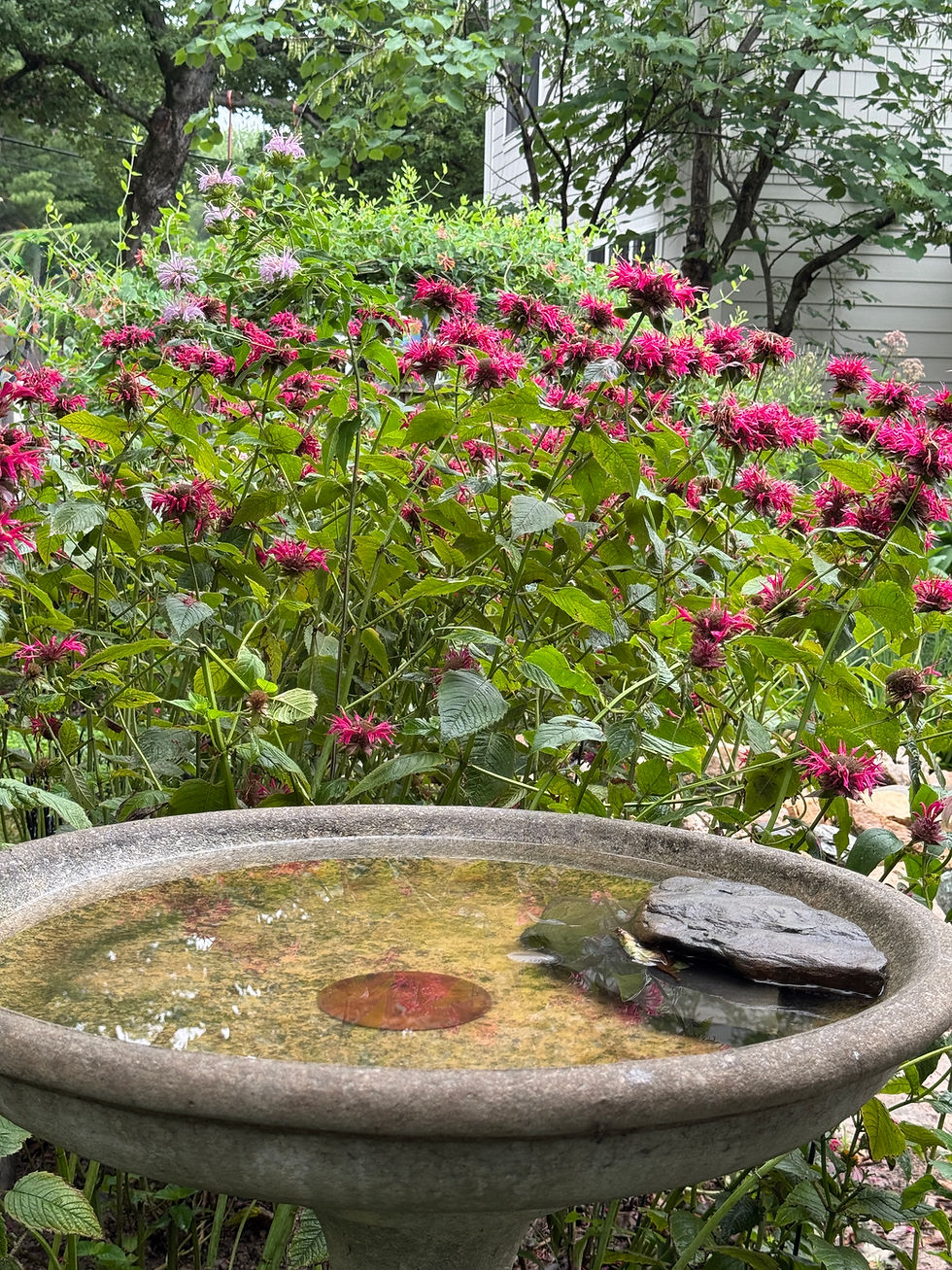 bird bath and deep pink flowers