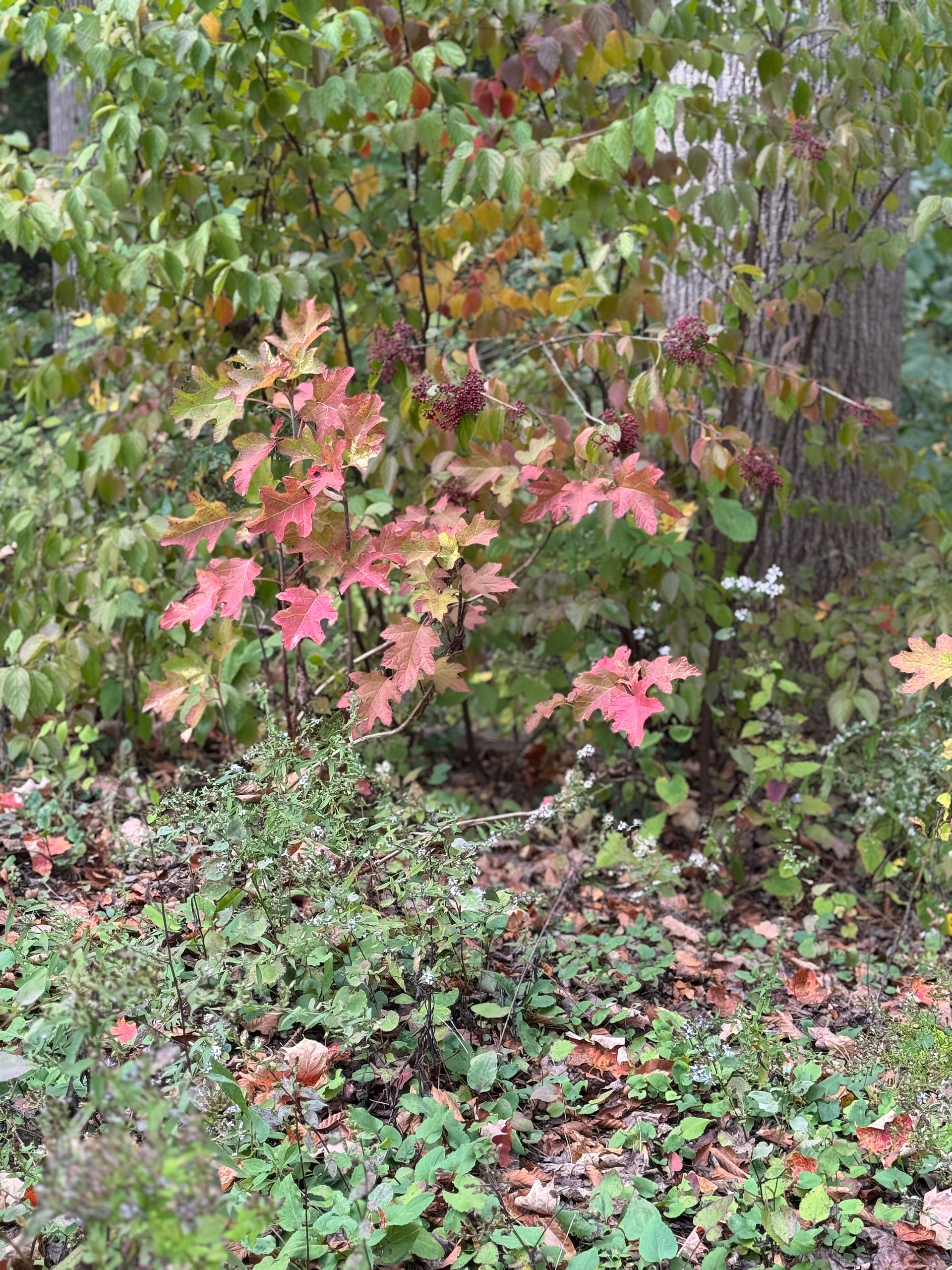 red shrub