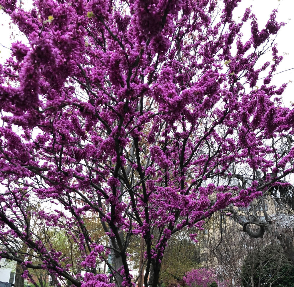 Native Understory Trees Top Trio for Thrilling Spring Trifecta