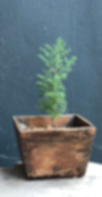 seedling of native eastern red cedar