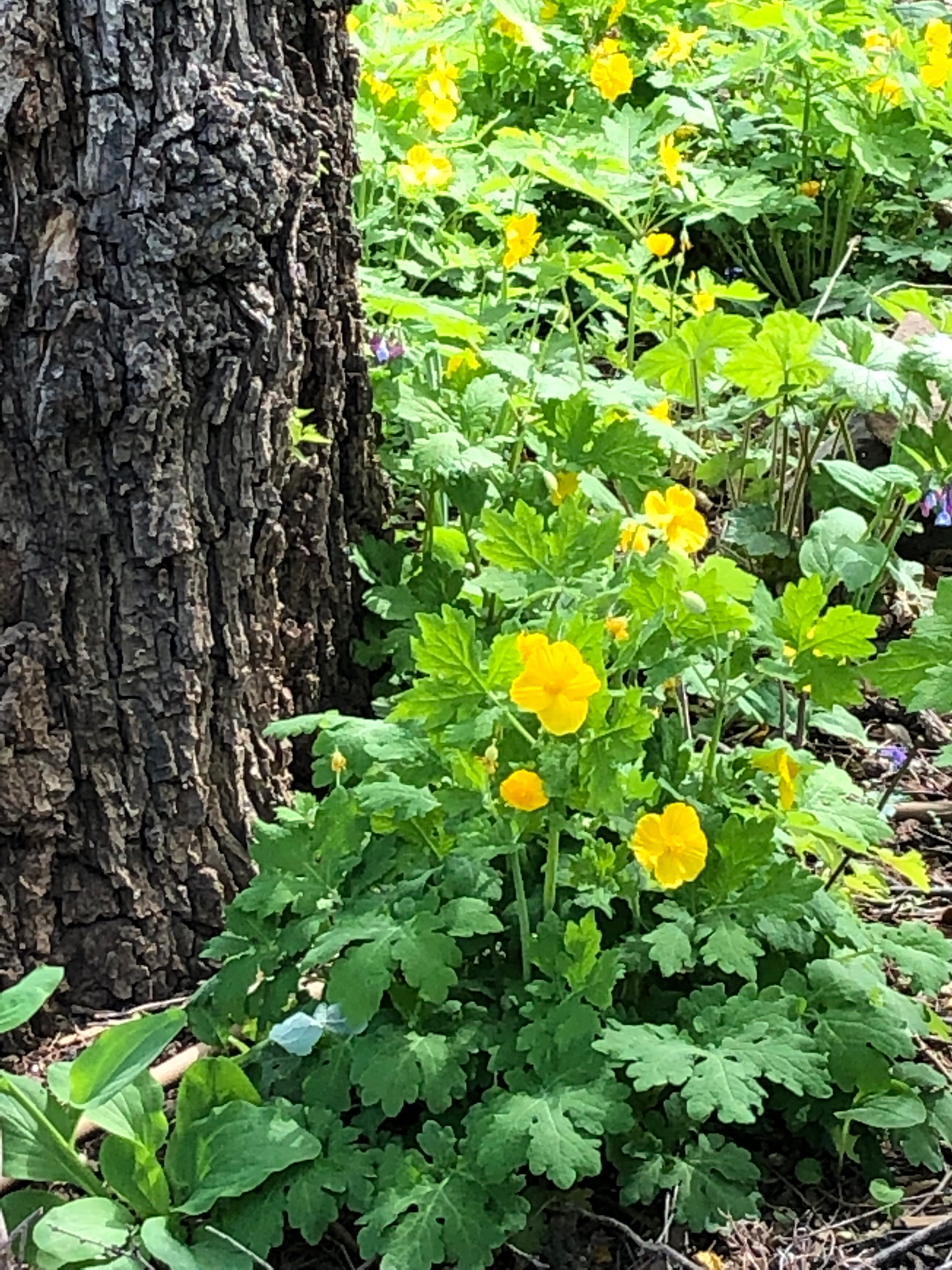bright yellow flowers with bright green lobed leaves at the base of large tree