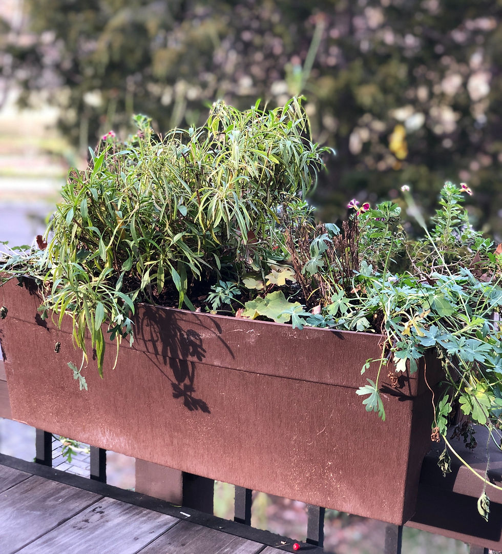 window box in winter with summer blooming perennials
