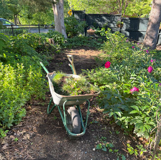 wheel barrow in garden