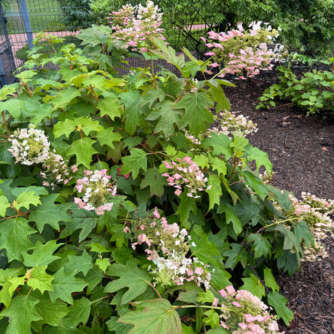 shrub with large white flowers