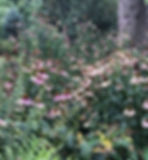coneflowers in bloom