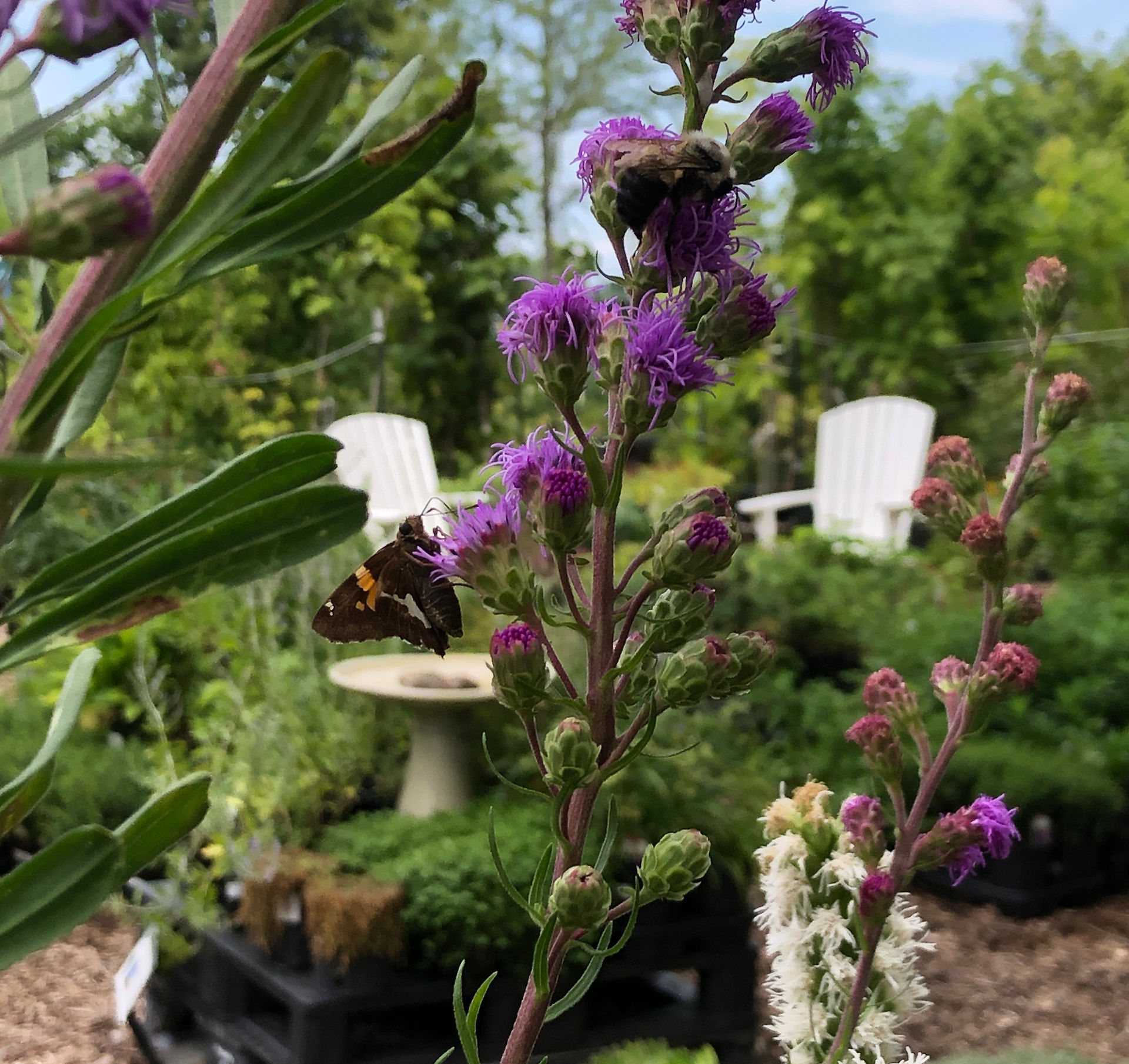 liatris  A Little Farm & Nursery Stevensville MD