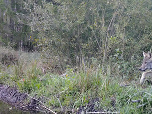 Rugsėjis – vilkų kaukimo metas. Ar saugu jų klausytis?