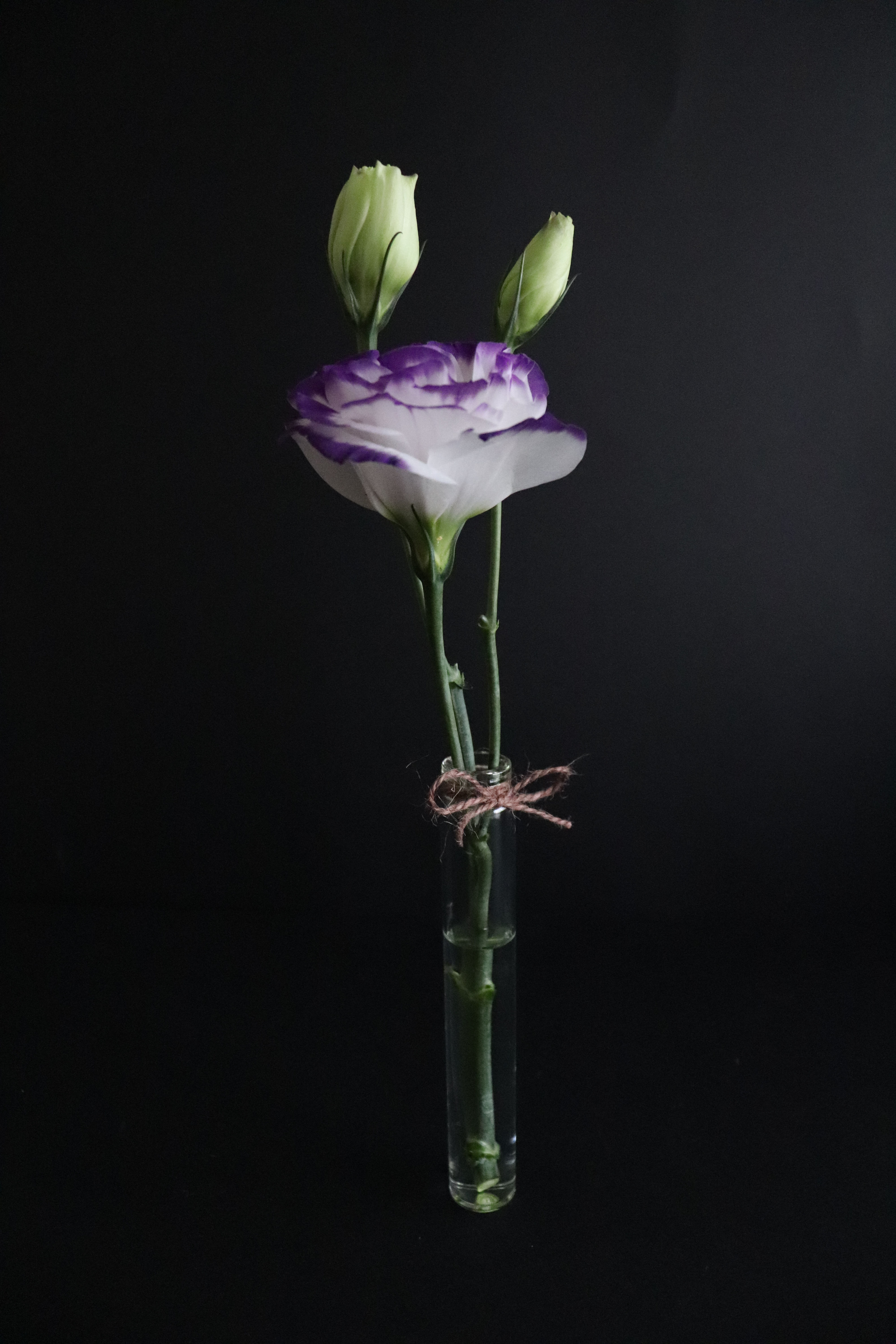 Lisianthus