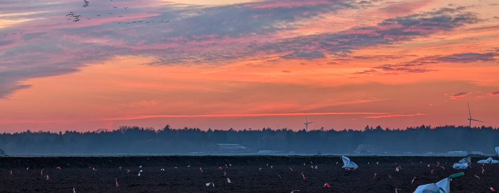Abendstimmung bei Aussaat