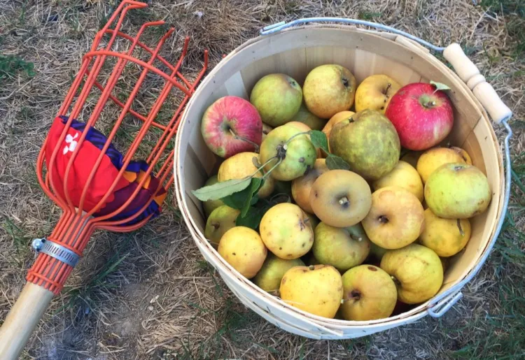 Foraging Wild Apples