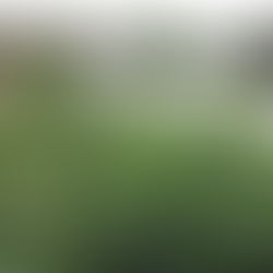 Urban Foraging in the UK: Rediscovering Nature's Bounty amidst Concrete Jungles