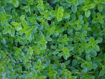 Wild Thyme leaves
