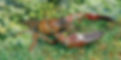 crayfish pots and traps uk.jpg