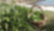 foraged sea beet or wild spinach identification