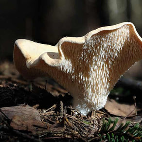 Hedgehog Fungus: A Culinary Treasure of the UK