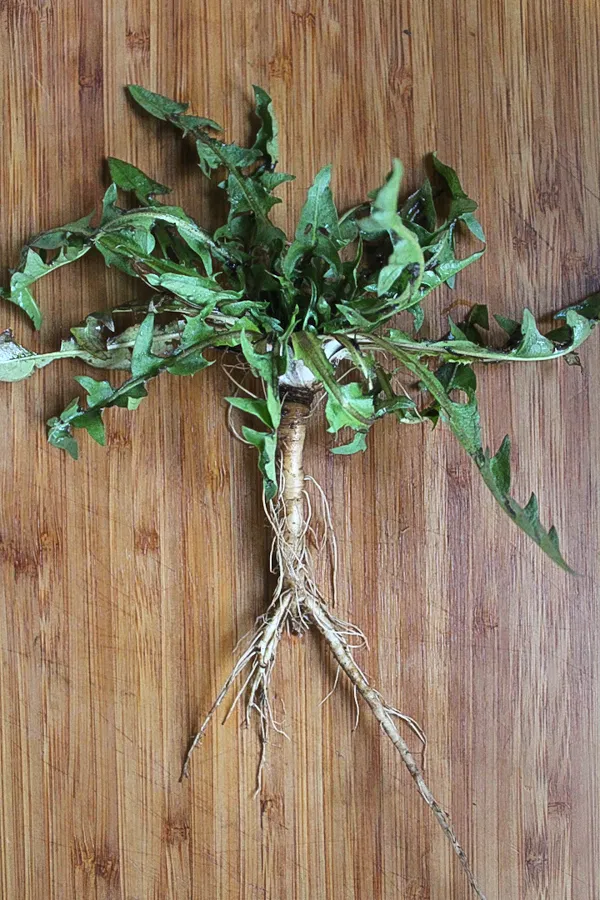 Dandelion Root