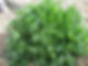 sea beet wild spinach identification