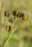 Sweet Cicely Seeds