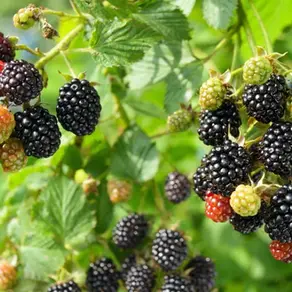 Blackberries or Bramble, the Humblest of the Wild Fruits