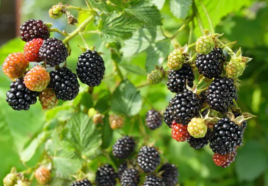 Wild Blackberries or Brambles