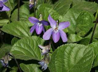The Sweet Violet