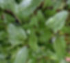 Sea Spinach leaves