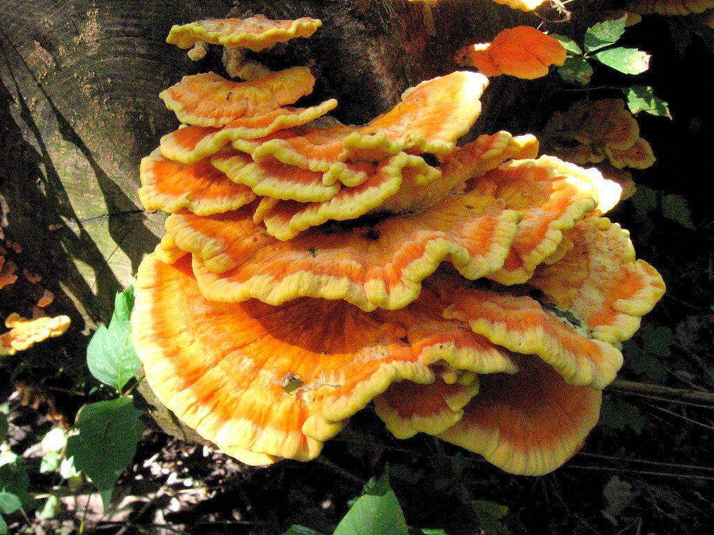chicken of the woods chicken of the woods