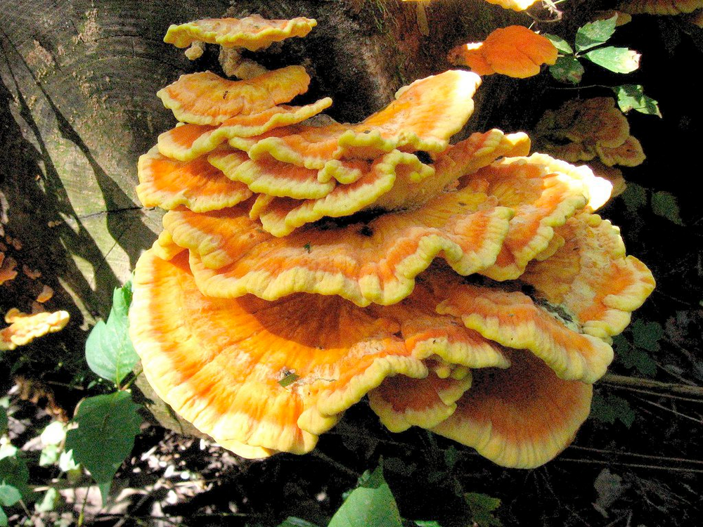 Chicken Of The Woods Identification Recipes And Look Alikes