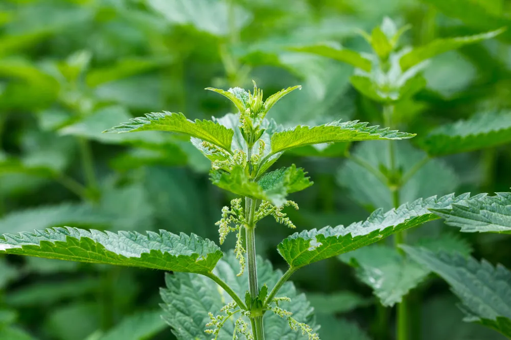 Stinging Nettles