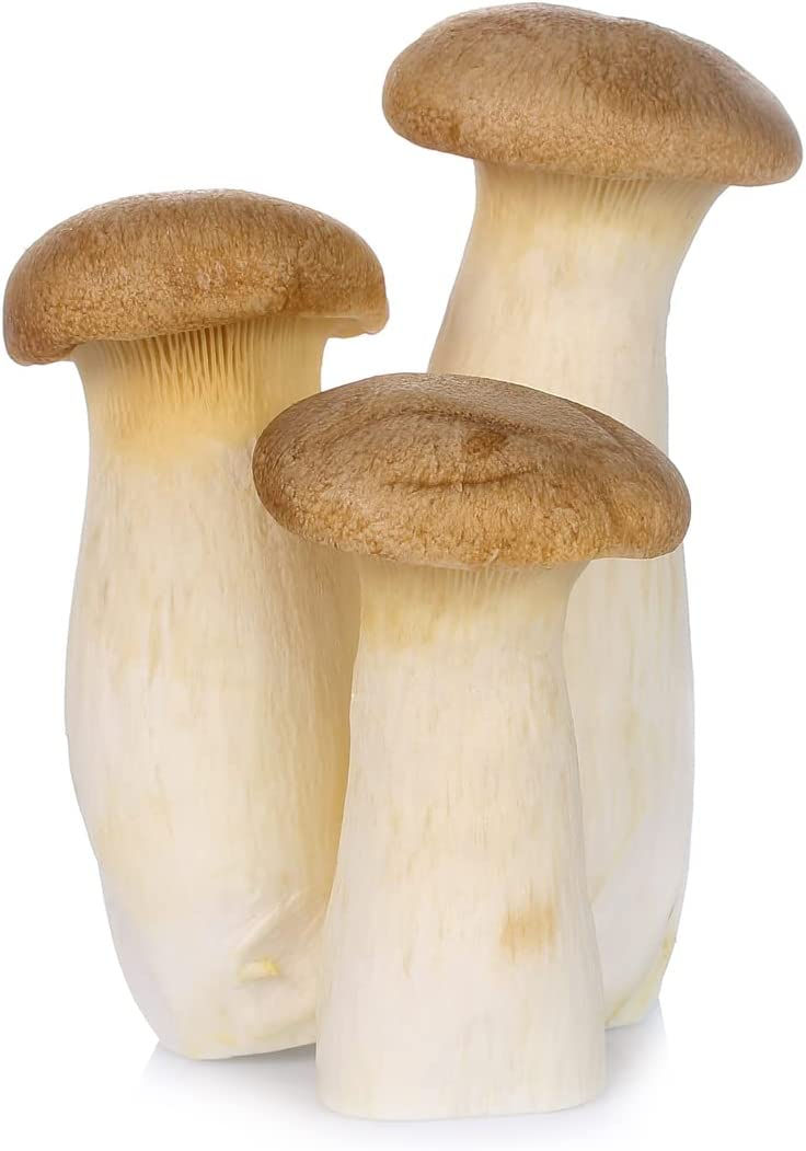 King Oyster Mushrooms x 10