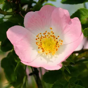 Wild Rose Petal Water Recipe