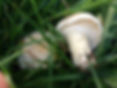 St George Mushroom recipe