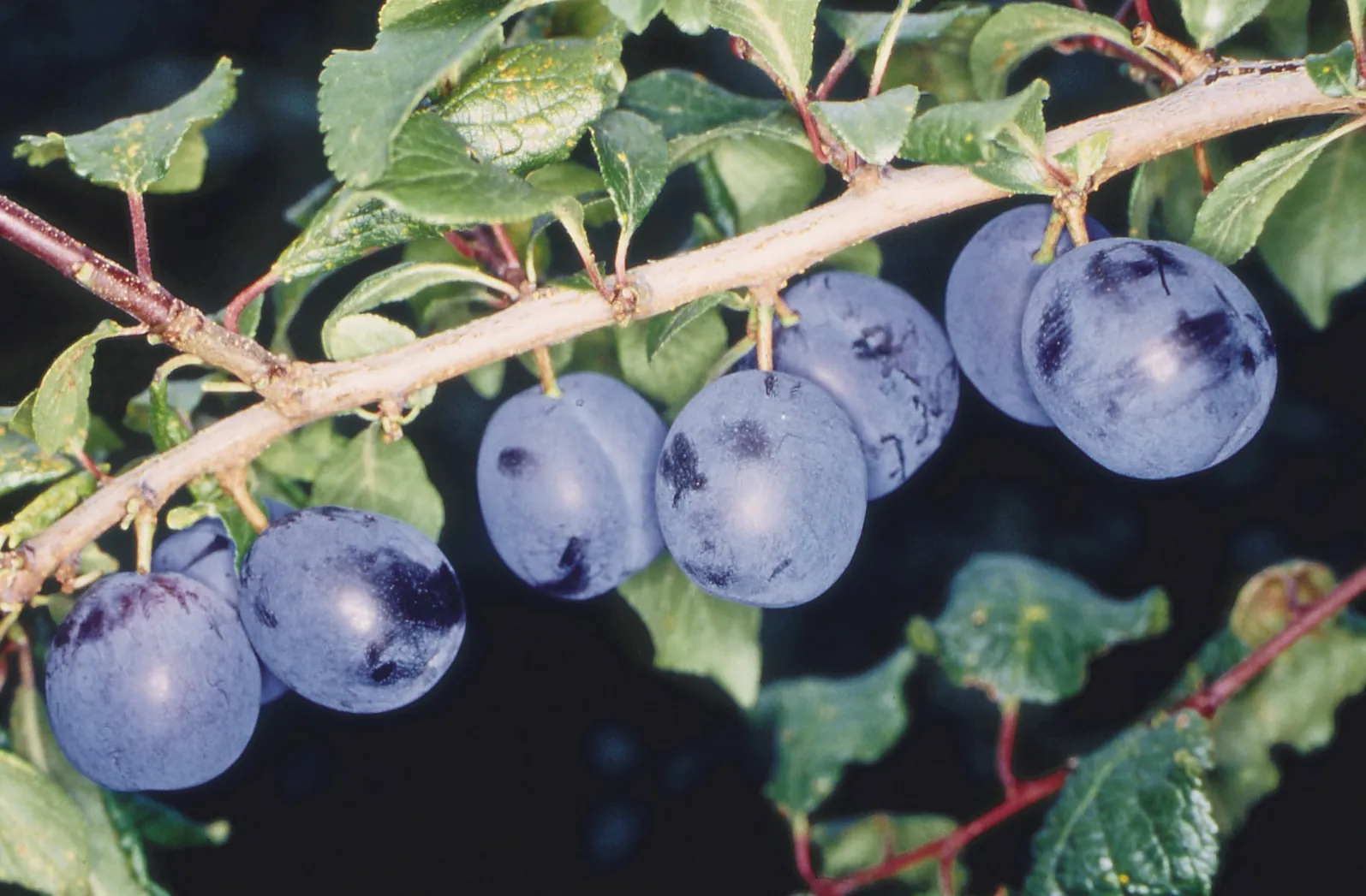 Bullace can be mistaken for Sloes