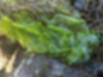 Sea Lettuce
