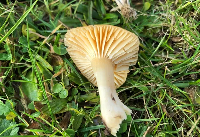 Meadow Waxcap: Poisonous look alike