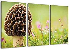 Morel Mushroom 3 Piece painted canvas