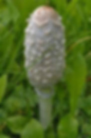 Young Shaggy Ink Cap