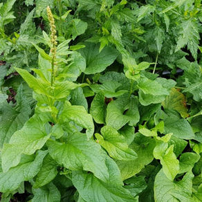 Good King Henry or Lincolnshire spinach
