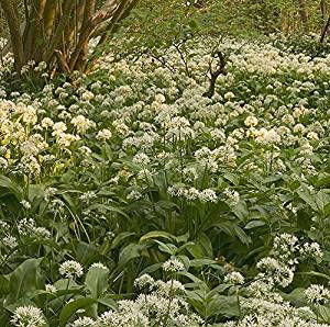 Wild garlic Seeds (400)
