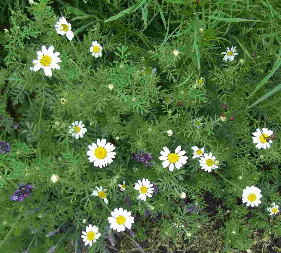Chamomile plant