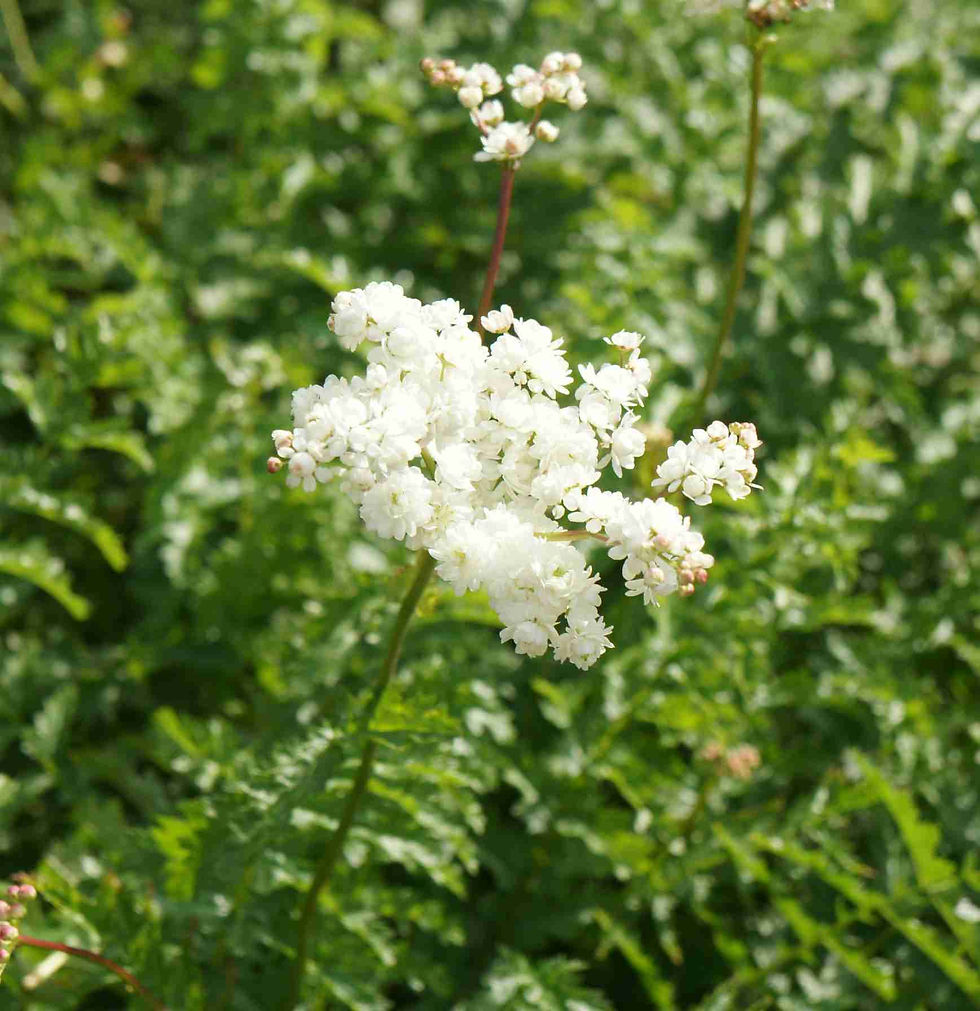 Look alike for meadowsweet dropwort
