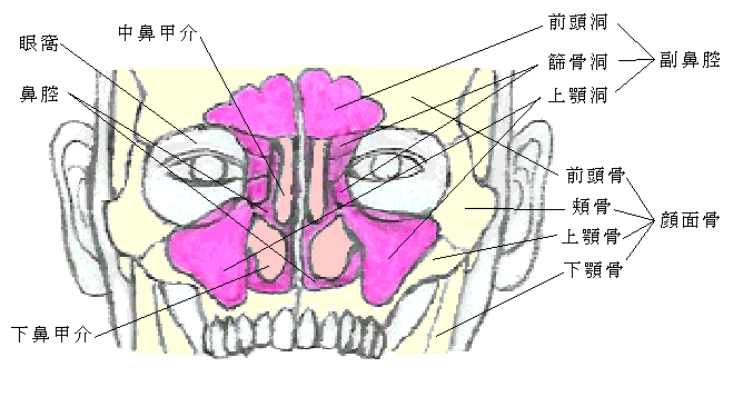 副鼻腔採用.gif