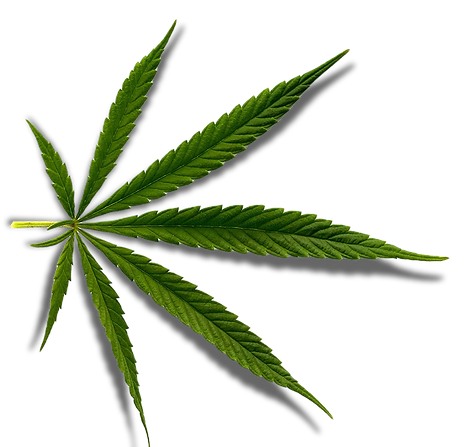 cannabis leaf