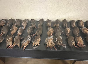 table pleine de trophées de chasse comportant des faisans morts