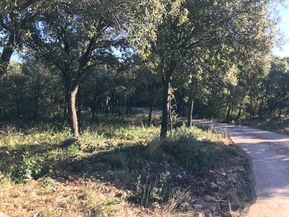 garrigue avec arbres et chemin en terre