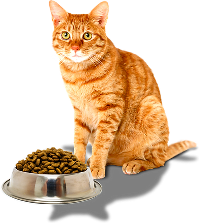 kedi1.png