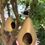 Miniatyrbilde: Gyldne avocado fuglemater 