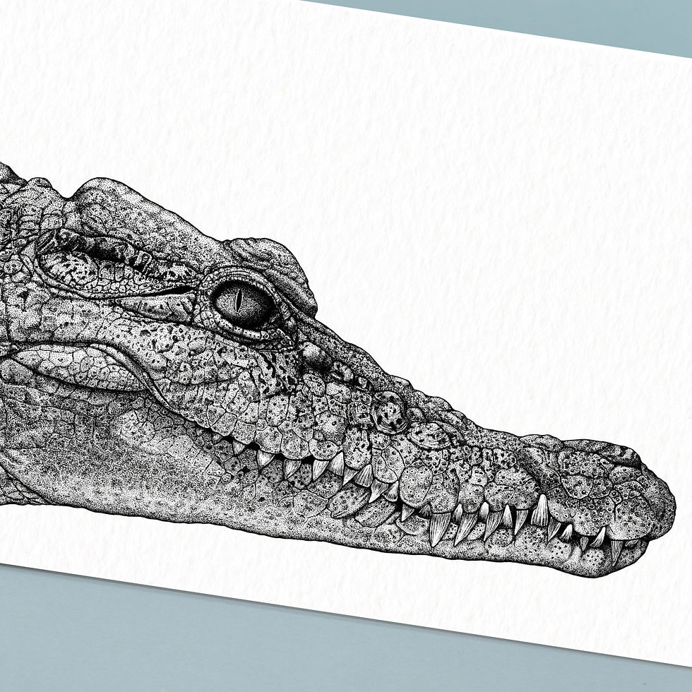A realistic crocodile art print drawn in pen and ink