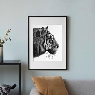 A realistic tiger art print drawn in pen and ink
